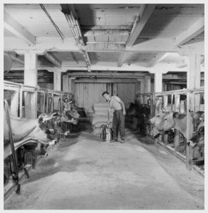 Richard at a dairy farm